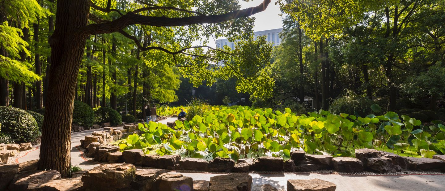Photo of a lotus pond surrounded by stones, a footpath, and trees