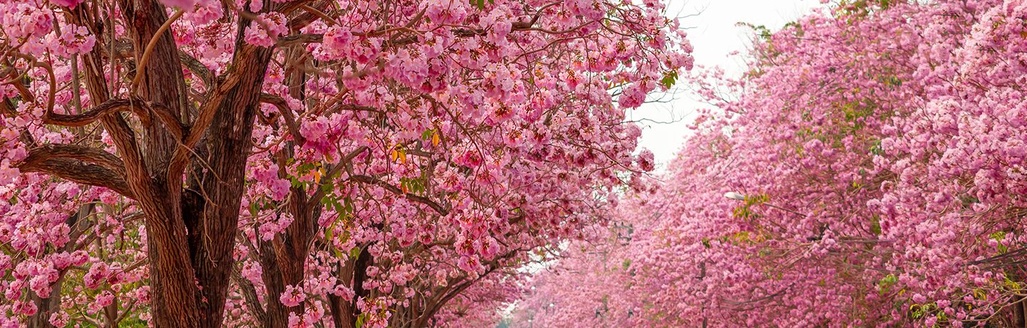 Broad view of vibrant pink blooming trees with dense floral canopy.