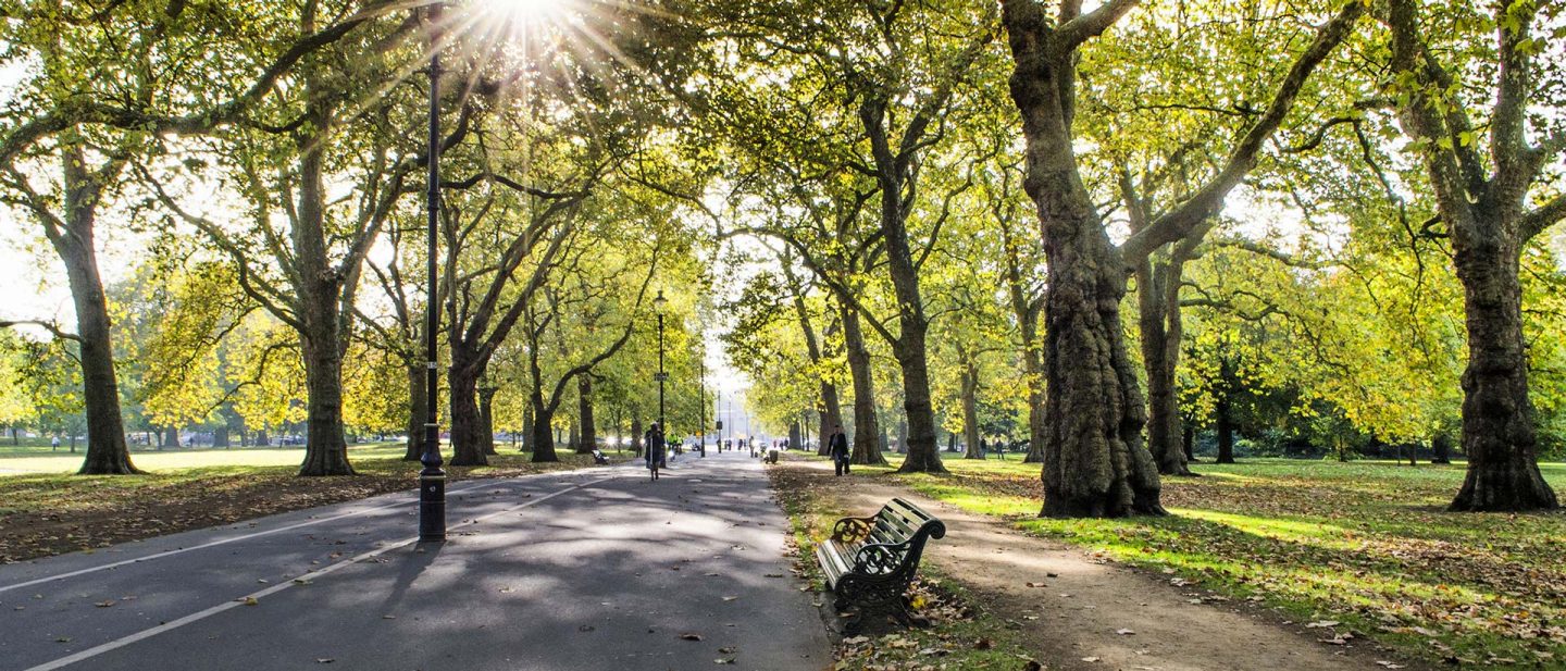The sun shines on a street in Hyde Park surrounded by green trees