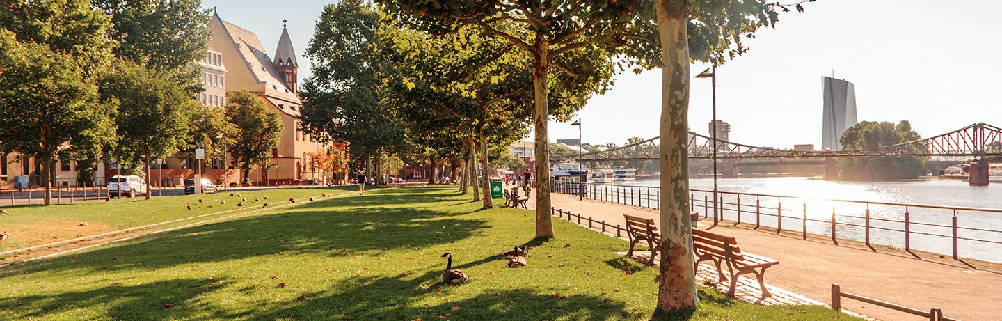 Picture of a tree-lined meadow on the banks of the Main in the sunshine.