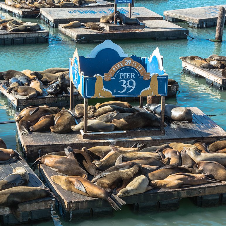 Numerous sea lions sunbathe on the jetties at Pier 39
