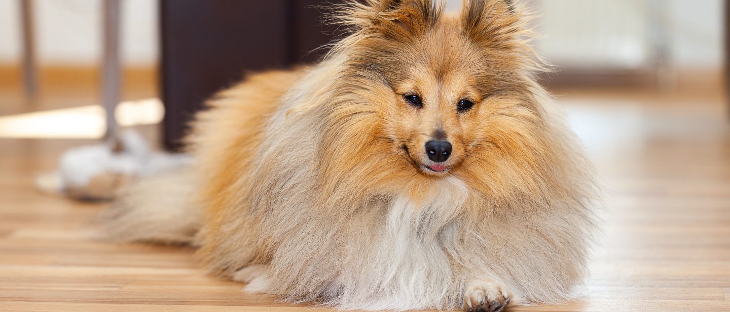 shetland sheepdog lies on a woody ground